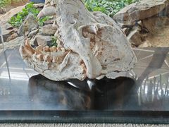 -中国第四纪冰川遗迹陈列馆