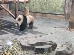 -上海野生动物园