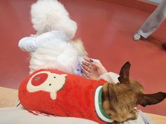 -和它·交个朋友·狗咖猫咖(爱琴海店)