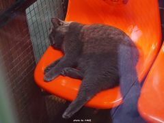 -猫咪博物馆(顶澳仔猫街店)