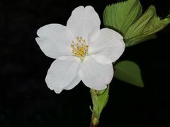 -杨高南路(地铁站)