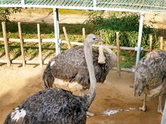 -西霞口神雕山野生动物世界