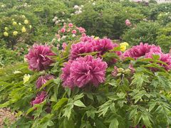 -曹州百花园
