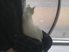 -猫亿天猫咖