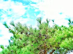 -沂蒙山旅游区龟蒙景区