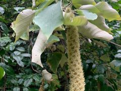 -南宁良凤江国家森林公园