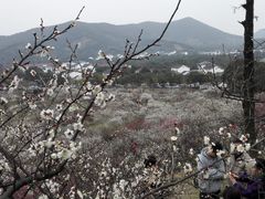 -香雪海