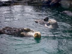 -西雅图水族馆