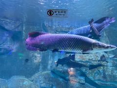 -泉城欧乐堡海洋极地世界