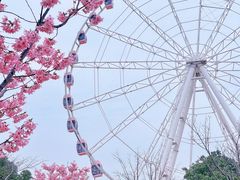 -顾村公园