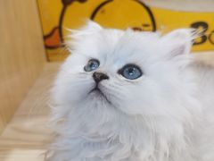 -屋虎猫馆(宝安大仟里店)