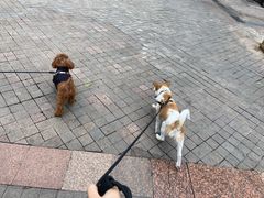 -瑞派名望24h动物医院异宠专科·猫专科·骨科·重症监护分院