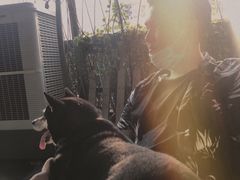 -柴犬高等学院·狗咖·柴犬售卖·宠物训练