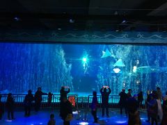 -烟台海昌鲸鲨海洋公园