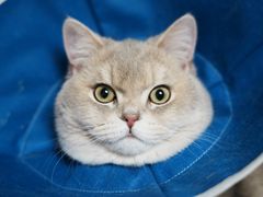 -天使宠物医院·犬猫分诊(彩虹店)