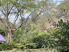 -中国科学院西双版纳热带植物园