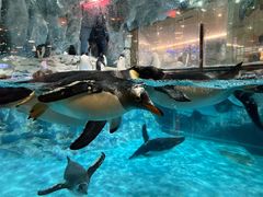 -帝企鹅自助餐厅•儿童岛•真企鹅(长隆企鹅酒店)