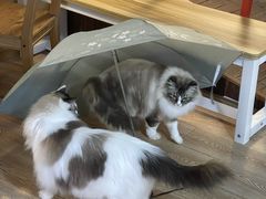 -白兔子密室(长寿路店)
