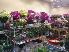 -双季花艺园艺市场(浦东店)