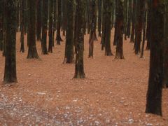 -山王坪喀斯特国家生态公园