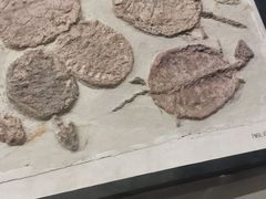 -辽宁古生物博物馆