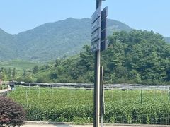 -龙坞茶村