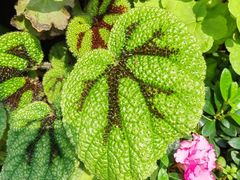 -石家庄市植物园