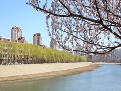-桃花堤公园