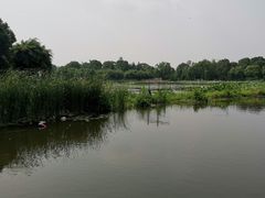 -荷塘月色湿地公园·向阳花洲