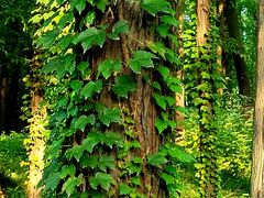 -上海共青森林公园