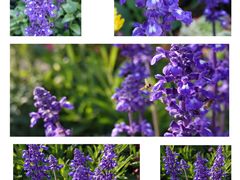 -文华公园(禅城区)