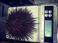 -海胆小馆(东北水饺·春柳店)