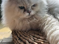 -猫猫幼稚园·撸猫·桌游·电玩