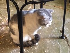 猫咪-猫猫幼稚园·撸猫·桌游·电玩
