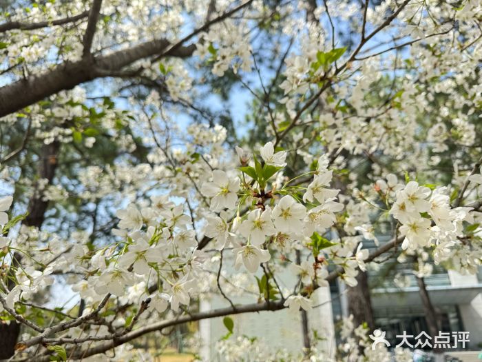 同济大学(嘉定校区)图片