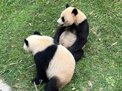-卧龙中华大熊猫苑神树坪基地
