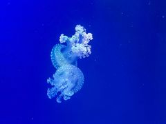 -海合安青岛极地海洋公园