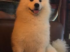 -百好乐宠物友好餐厅(朝外大街店)