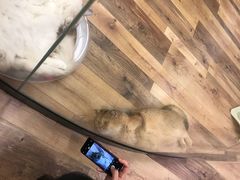 -袖虎·猫馆(体育西路店)
