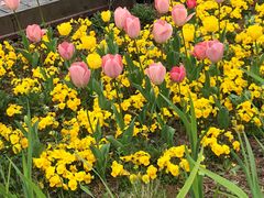 -丹东路渡口(轮渡站)