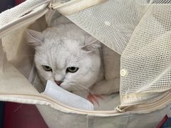 -御宝贝24h宠物医院·转诊中心·CT核磁血透中心(厦门总院)