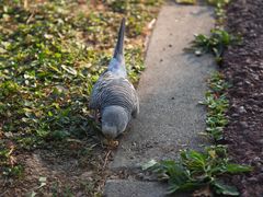 -白鹭湾湿地公园