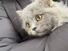 -瑞派福兴宠物医院犬猫全科·骨科·中西医结合(河东店)