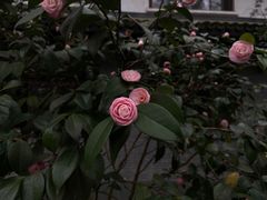 -杭州植物园