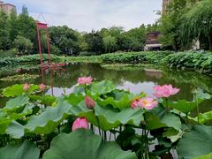 -陈家山荷花公园