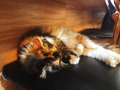 -雪月花(长江北路店)