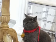 -共舞时光猫咖·狗咖(新街口店)