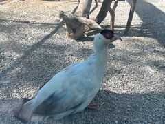 -青藏高原野生动物园