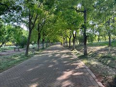 -上海海湾国家森林公园