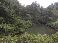 -大亚湾红树林城市湿地公园